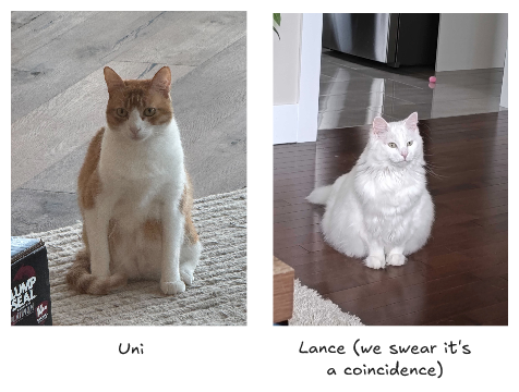 A picture of the cats used earlier in this blog post.  There is an orange and white cat named Uni.  There is a white cat named Lance (we swear it's a coincidence)